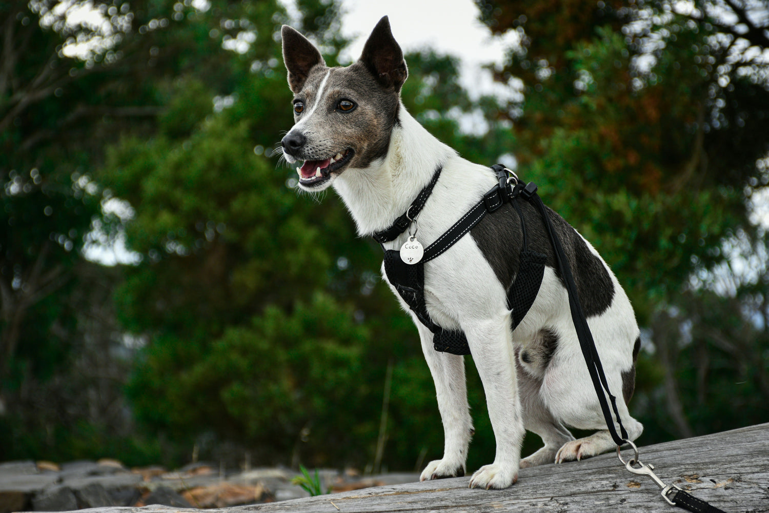 Collars, Leashes & Harnesses