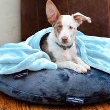 Pet Beds & Blankets